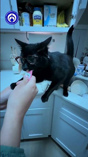 Este gatito con lentes te robará el corazón