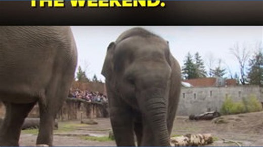Oregon zoo's baby elephant turns one