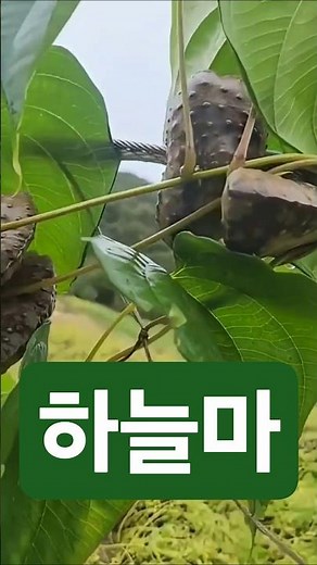 10월의 열매 하늘마의 효능~~껍질까서 밥에 넣어서 먹어요 #영양식 #하늘마#콩