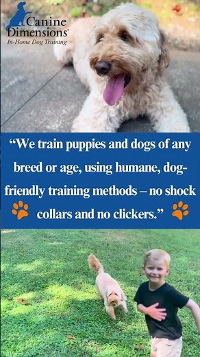 We Solve Dog Behavior Problems