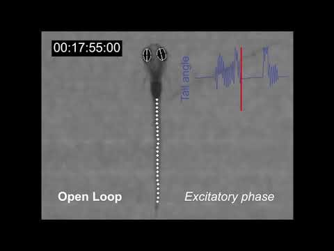 Larval zebrafish swim behavior in a closed and open loop