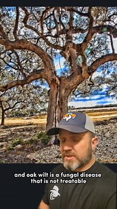 298K views · 4.4K reactions | Oak Wilt in Oak Trees #trees #oakwilt #ranching #landowners #yellowstonetv #ranch #hunting #firewood | James Bigley Ranches | Facebook