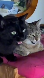 🤣🤣🤣🤣 | Aaron Memes