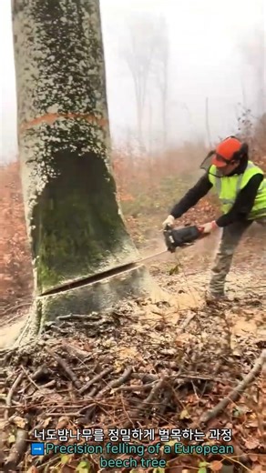 Precision felling of a European beech tree