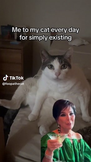queen foops 👑 #cat #catsoftiktok #MemeCut #Meme