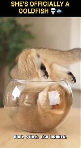 Cat Becomes a Goldfish in 3 Seconds 🐟💀 | Pawmentry TV