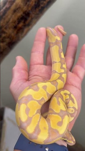 OD Banana Ball Python #snake #reptiles #ballpython #bananaballpython #pets #animals