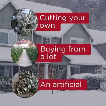 1.1K views · 59 reactions | We’re curious! Do you love the adventure of cutting your own Christmas tree, the convenience of picking one from a lot, or the zero mess of an artificial beauty? Share how you get your tree in the comments below! | Mr. Handyman | Facebook