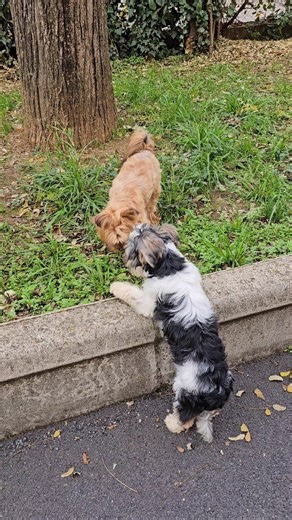 Le Comptoirs des Vaches 🐮 | Le Tout Petit Griotte