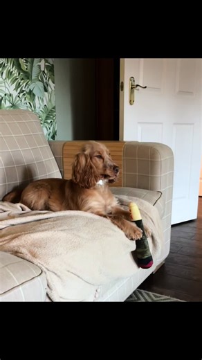 Funny Dog Toy Moments with Cocker Spaniels