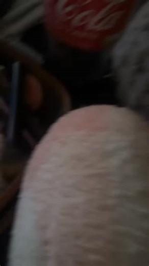 Love Unleashed Rescue on Instagram: "I’m really struggling to understand what’s going on, everytime he’s been to the vets they’ve said he’s healthy. These head like tremors have recently started again. I’m wondering if it’s psychological but it makes me worry every time. If anyone knows anything that could help me understand as the vets are useless sometimes when it comes to something being wrong #fy #enzo #bully"