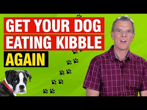 Dog Won't Eat Kibble (How to Solve The Problem)
