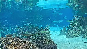 10K views · 391 reactions | Dive into some fun with EarthCam's live aquarium webcams! Go below the surface and take a virtual swim in three unique tanks. See blacktip reef sharks, jellyfish and an incredible variety of brightly-colored saltwater reef fish. | EarthCam | Facebook