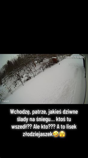 Lisek złodziejaszek a to feler krzyknął seler! #lis #dc #kamera #video #monitoring