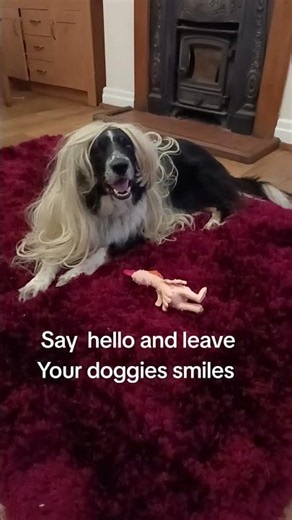 ziggys new tiktok one happy ziggy wiggy #bordercollie #tiktok #bordercollie #dogreels #funnydogs