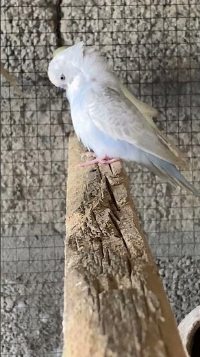 🕊️ Explore The Chirping Love Birds | Super Relaxing Bird Sounds 🌿 March 31, 2026