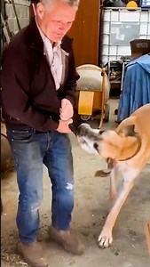 427K views · 5.5K reactions | Forget treats and snacks, this dog loves to eat clothes!  | Furry Tails | Facebook