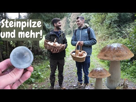 Mushroom picking for beginners - What you need to know! Full baskets with Max from @dergartenkanal