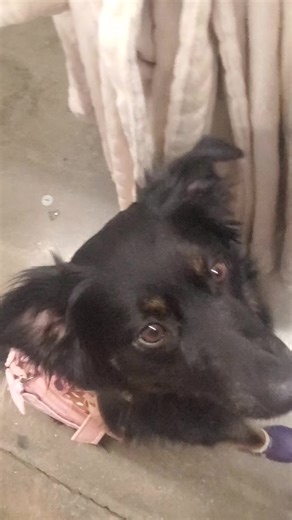 training session! trying to get her to listen in her boots 😭 and yes shes stress because of the boots #sdit #australianshepherd .