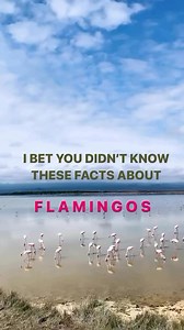 🦩Both mum and dad flamingos produce crop milk, which is a reddish pink colour! 🦩They are considered to be among the most intelligent of birds🦩They form long lasting and loyal friendships with one another #amboseli #amboselinationalpark #flamingos #flamingo #flamingoes #pinkflamingo #pinkflamingos #birdsofinstagram #birding #birdingdaily #kenyasafari #africansafari #didyouknow #didyouknowfacts #safariblogger #travelmore #wildlifereels #flamingosofinstagram #naturelovers #naturechild #keepnatur