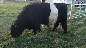 2.3K views · 30 reactions | P C & P J Vickers, Hilton Farm, Lumphanan have the below 2 year old Belted Galloway bull for sale on Friday at our breeding sale! | ANM Group Ltd | Facebook