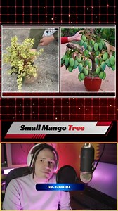 2.1M views · 46K reactions | छोटे आम ​​के पेड़ का प्रसार | Small Mango Tree Propagation | #tips #viraltips #mangotree #tipsandtrick #farmar *Note:*“ *The information provided in this video is for educational purposes only and should not be taken as legal, financial, or professional advice* | Dr. Cardio | Facebook