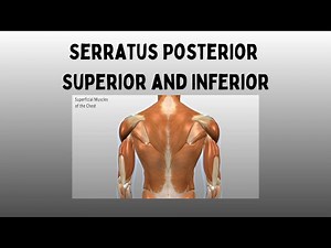 Serratus Posterior Superior and Inferior