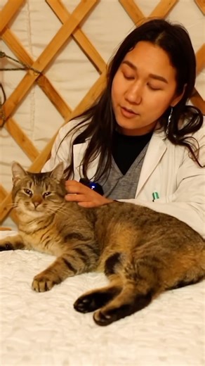 Semide on Instagram: "Head to tail assessment with Taxi the cat #realpurrsonasmr #asmrsleep #asmrrelax #nervoussystemregulation #calming #asmrvideo #asmrsounds #calm #asmr #relax"