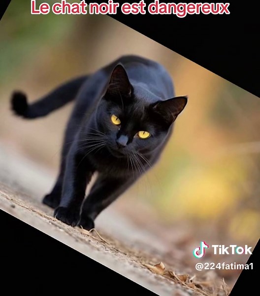 Les yeux du chat noir : mythe, signification et danger ?