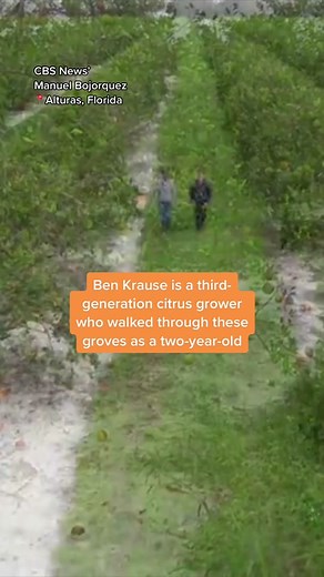 Florida’s crucial citrus crops were badly damaged by Hurricane Ian, marking a major setback for the state’s second-largest industry. #news #florida #hurricane #hurricaneian
