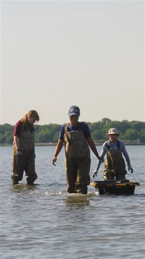 11K views · 71 reactions | Two of the joys of Billion Oyster Project...