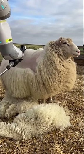 The Next Frontier in Agri-Tech: Could Autonomous Robots Revolutionize Sheep Care? #ai #farming