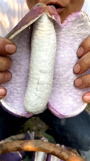 Amazing fruit akebia harvest and eating so fresh #shorts #yummy #viral #agriculture