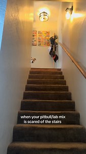 when your pitbull/lab mix is scared of the stairs #dog #puppy #rescuedog #rescuepuppy #pitbullmix #pitbulllabmix #labmix #shelterdog #doglife #funnydog #funny #comedy #humor | Sharon Nagra