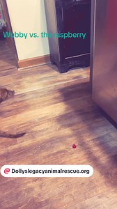 4.1K views · 119 reactions | This entertaining little fella is ready for his forever home. There is never a dull moment with Wubby around. To find out more about adopting Wubby and his siblings, head on over to dollyslegacyanimalrescue.org | Dolly's Legacy Animal Rescue | Facebook