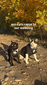 normalize inviting your cats to your wedding, but be warned that they may steal the show 💍 #wedding #bride #cats | Gene & Shay