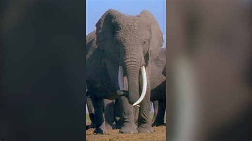 How Echo changed our understanding of elephant intelligence
