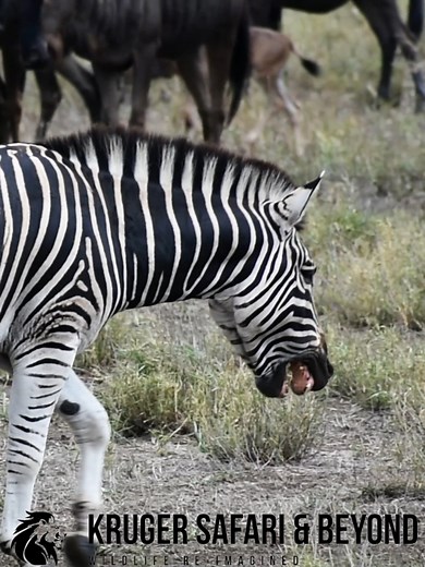 STUNNING AFRICA! Zebra Smiling, As He Walks Past Wildebeest With Their Babies! Beautiful Kruger National Park! #smile #zebra #wildebeest #baby #Wow #Amazing #beauty #africa #wildlife #wildanimals #naturelovers #nature #reelschallenge #reelsfacebook #reelsfypシ #reelsviralシ #reelsvideoシ #fypシ #trend #short | Kruger Safari And Beyond