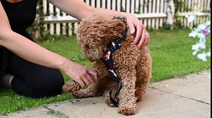 No Pull Dog Harness with Leash Reflective Padded Pet Vest Adjustable Soft Puppy Harness with Easy Control Handle for Dogs and Cats, Grey,(L-Size,Neck Girth: 12.5"-14",Chest Girth: 18"-21")