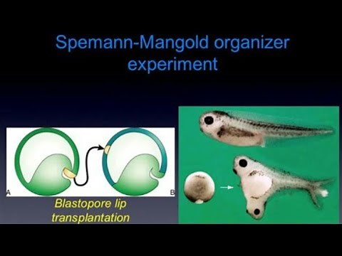 Spemann and Mangold Organizer Experiment