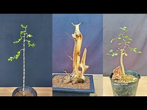 Learn how to shape and branch the basic elements of a boxwood bonsai tree.