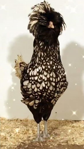 Différentes races de Poules 🤟🤟🤟