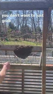 Bees are super active! Caught a new swarm this weekend. #beekeeping #nature