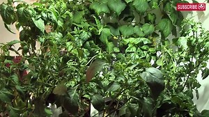 Ebb and Flow Hydroponics Explained!