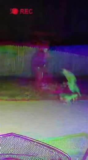 [SHOCKING] Hero Dog Fights Off Wolf to Save Owner | Real CCTV #Shorts