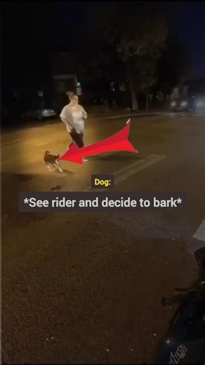 Rider vs dog show down who wins#bike #bikelover #bodycam