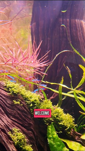 70K views · 1.6K reactions | Attach your moss to your driftwood with these three methods  Find it all here ➡️ https://www.natureaquariums.com.au/search?q=Glue #moss #aquariumhobby #aquascaping #fishkeeping #aquascape #plantedtank | Nature Pets & Aquariums | Facebook