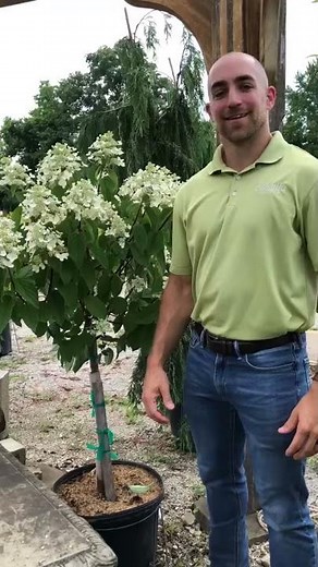 Frisella Nursery's Plant of the Week: Fire and Ice Panicle Hydrangea
