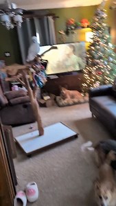 4.3K views · 474 reactions | Furby isn't so sure about his new robot friend. #furbythebirb #parrot #cockatoo #robot #bird | Furbythebirb | Facebook