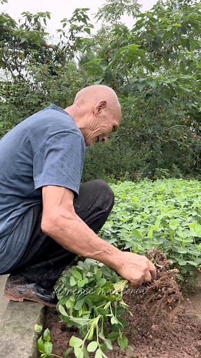 Sayang hindi pa ready yung mani 🥜 | Florence in China